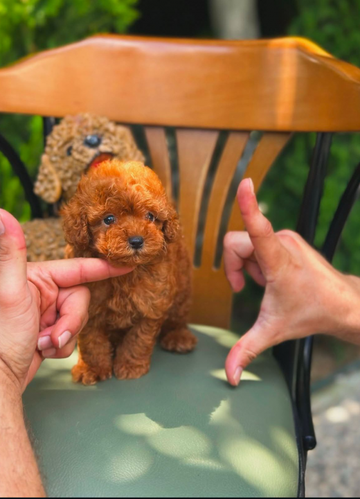 Tedy Poodle